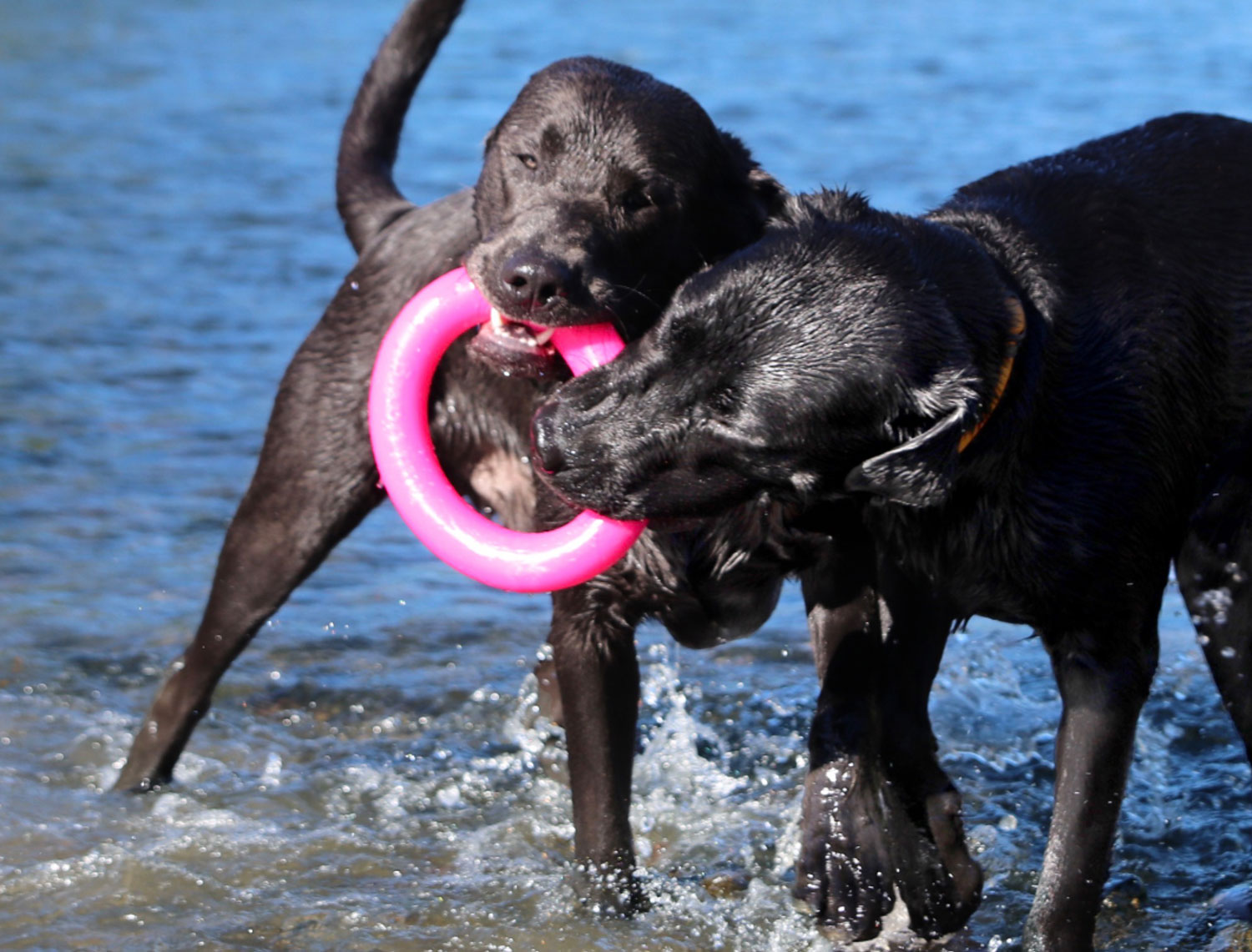 Ruff-dawg-Ring-dog1